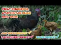 Download Lagu Suara pikat ayam hutan hijau kolaborasi jantan dan betina .TERBARU  AMPUH‼️