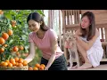 Download Lagu Harvesting Ripe Persimmon in the Garden \u0026 Taking Care of Pets 🐶 – Green Life