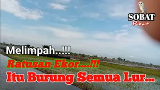 Download Cari Sarang Burung Kerak Basi MP3