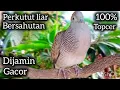 Download Lagu PERKUTUT LOKAL GACOR BERSAHUTAN DI ALAM 100% LEBIH AMPUH ATASI MALAS BUNYI. 