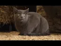 Stray cats put to work in businesses farms through Dubuque Humane Society program