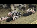 All spotted pigs are not created equal