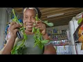 Download Lagu I HAVEN'T HAD CALLALOO IN YEARS 