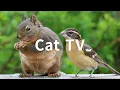Cat TV 6 Hours - Beautiful Birds Squirrels Nature sounds in Canadian Forest