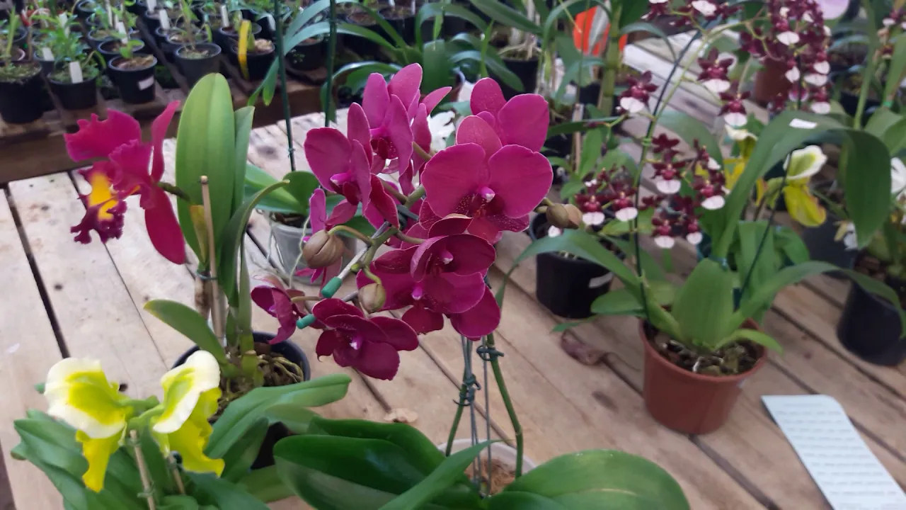 ORQUÍDEA SAPATINHO, CATLEYA BLC, COELOGYNE CRISTATA, PHALAENOPISIS E VANDA KULTANA BLUE