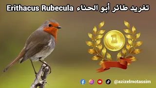 تغريد طائر أبو الحناء Erithacus 