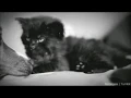 Baa Cat Gifs With Meow Sound Effect Baa