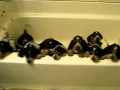 Bluetick coonhound puppies