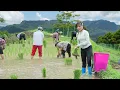 Download Lagu The day a country girl plants a new rice crop on the mountain and sell boiled corn