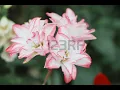 stock photo Flower
