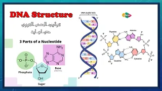DNA Structure شرح تركيب الحمض النووي DNA بالعربي بيولوجيا جزيئية 
