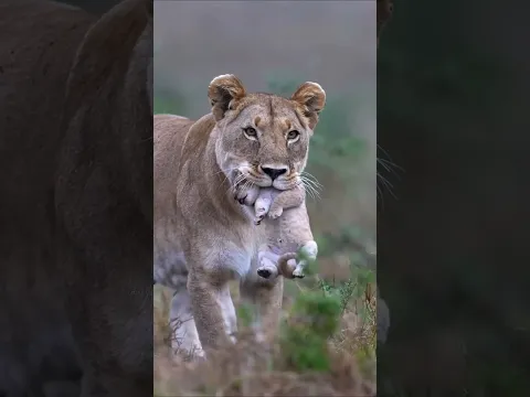 Why does a lioness carry her cub like this? #shorts