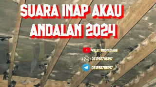 Download SUARA INAP BURUNG WALET AKAU ANDALAN 2024 MP3