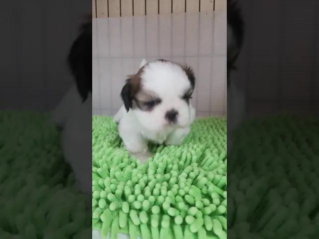動画