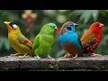 Lagu Beautiful Bird Sounds for Deep Relaxation 🌿 Instant Calm, Stress Relief | Forest  Ambience