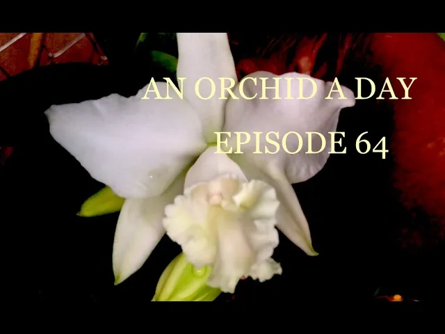 #ANORCHIDADAY #CATTLEYA AN ORCHID A DAY: EPISODE 64