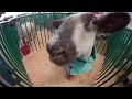The Cattaraugus County Fair Clips from around the fair