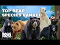 Download Lagu Tooth \u0026 Claw host Jeff Larson Ranks his Favorite Bear Species
