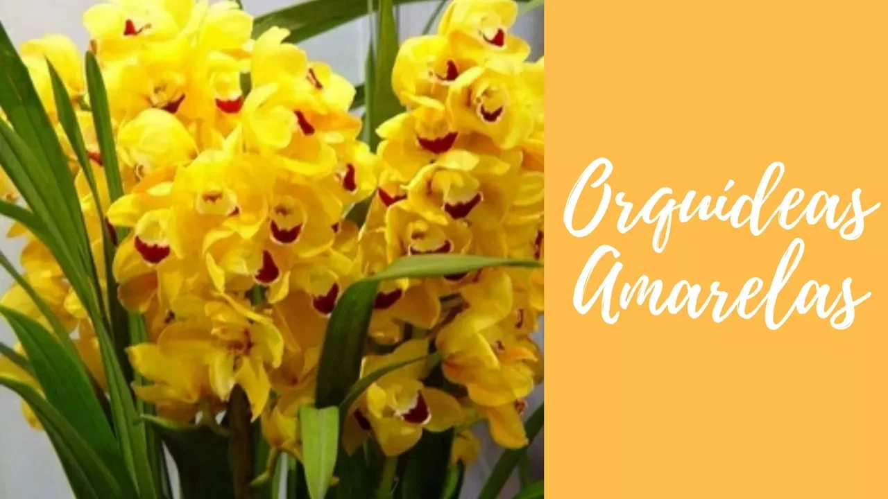 COMO CUIDAR DE ORQUÍDEAS AMARELAS APRENDA MAIS NESSE VÍDEO