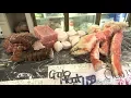 Chicago s Best Seafood Market Fisheries