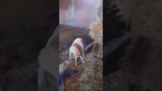 مرض دوران الخروف حول نفسه نتيجة نقص Thiamine Ncc Chez Ovin 