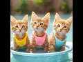 Download Lagu 💃😂 Awww kitten Sings Dududu #cat #shorts #viralshorts #kitten #viral #cute #viralshort #funny #fun