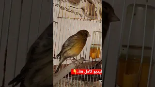 افضل انواع الكناري تغريد رهيب 