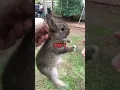 Do Not Touch a baby wild bunny