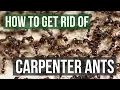 How to Get Rid of Carpenter Ants 4 Simple Steps