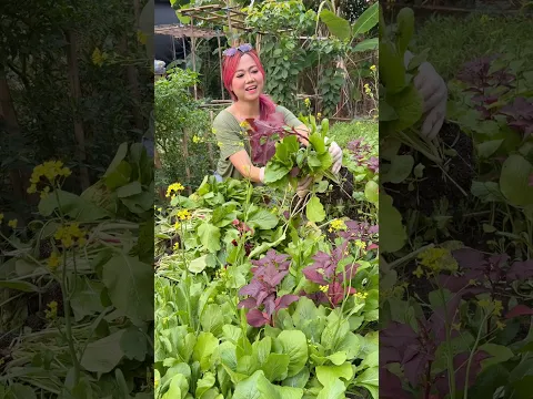 PANEN SAWI DI KEBON #ngeshortsdulu #holidayswithshorts