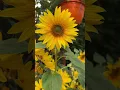 Lagu SUNFLOWER #viral  #satisfying #shorts #sunflower #plants #summerplant #gardenplants #shortvideo