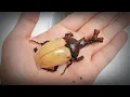 Download Lagu 장수풍뎅이 키우기 / 장수풍뎅이 애벌레, 번데기, 우화 The process of making friends with the giant beetle