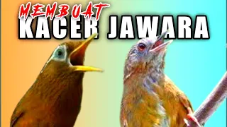 suara wambi alam liar mewah cocok untuk masteran burung kacer full isian mewah