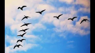 فينك ياحبيبى يادنيتنا                 دندنها