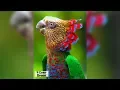 Download Lagu 10 Most Beautiful Parrots on Planet Earth