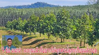 9 ข้อ แนะนำ ลงทุนแล้วก็อยากให้ทุกคนปลูกทุเรียนแล้วรอด
