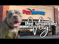 Nova Goes In For Grooming At Petsmart