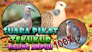 Download SUARA PIKAT TEKUKUR PALING AMPUH || SUDAH TERUJI MP3
