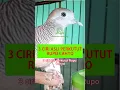 Lagu 3 Ciri Asli Perkutut Rupo Cahyo #shorts #perkutut #disentraburung #burung #katuranggan #birds #bird