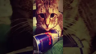 ياعذابي صد جروحي 