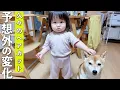 Download Lagu ヘアカットしたら予想外すぎた変化を見せた1歳児と柴犬が可愛すぎましたw