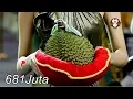 Lagu Inilah Rekor Durian Termahal di Dunia, Satu Buah Harganya Rp 681 Juta
