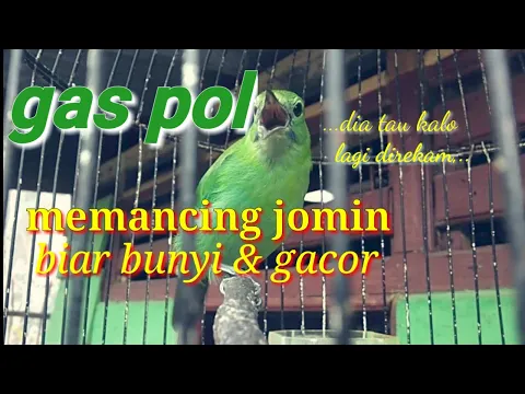 cucak ijo mini betina pancingan handalsuara cucak ijo mini