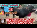 Download Lagu REVIEW HARGA SAPI PEDET JANTAN DAN BAKALAN JUM’AT 26 SEPTEMBER 2025