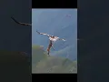 Download Lagu unbelievable!  An eagle soars with a goat..