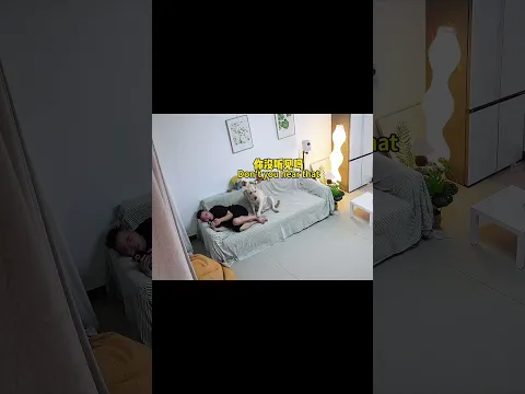 【旺仔很忙🐶wangzai is busy】万万没想到，这狗子心眼子居然有八百个I never would have guessed this dog was so cunning.