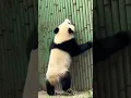 Download Lagu Haha, jumping Qin Daduo, you are so cute @Hi! Panda🐼 #我要rua giant panda #big panda