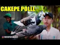 Download Lagu BORONG MERPATI!! SAMPE BINGUNG PILIH YANG MANA