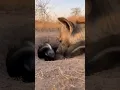 Lagu Hyena attack on Porcupine #wildlife #porcupine #hyena