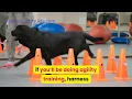 How Much Do Dog Trainers Make A Year